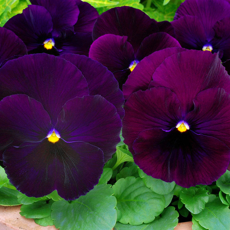 Pansy Spring Matrix Mix F1 Seed – Harris Seeds