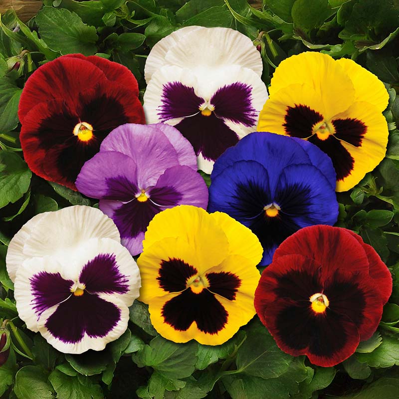 Matrix Raspberry Mix Pansy Spring Matrix Mix F1 Seed – Harris Seeds