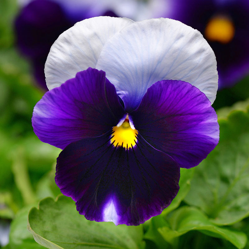 Pansy Spring Matrix Mix F1 Seed – Harris Seeds
