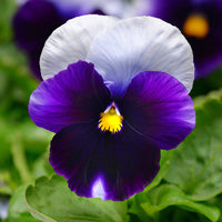 Pansy Spring Matrix Mix F1 Seed – Harris Seeds