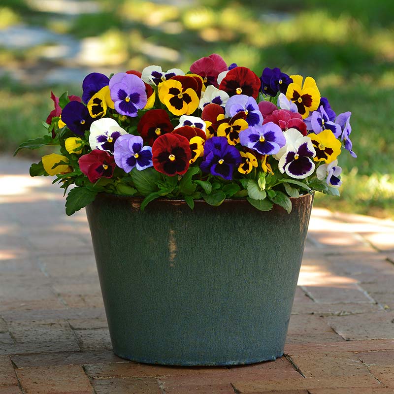 Matrix Raspberry Mix Pansy Spring Matrix Mix F1 Seed – Harris Seeds