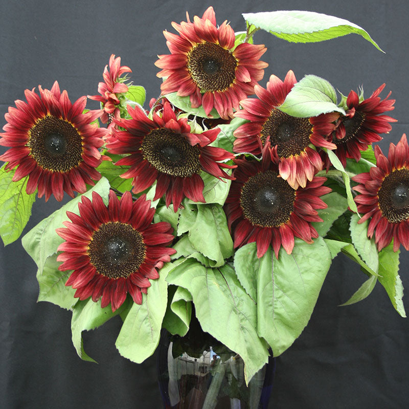 Sunflower Pro Cut Red F1 Seed