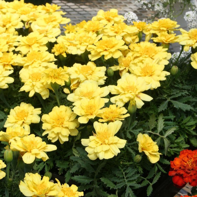 vanilla marigold seeds Marigold Alumia Vanilla Cream Seed – Harris Seeds