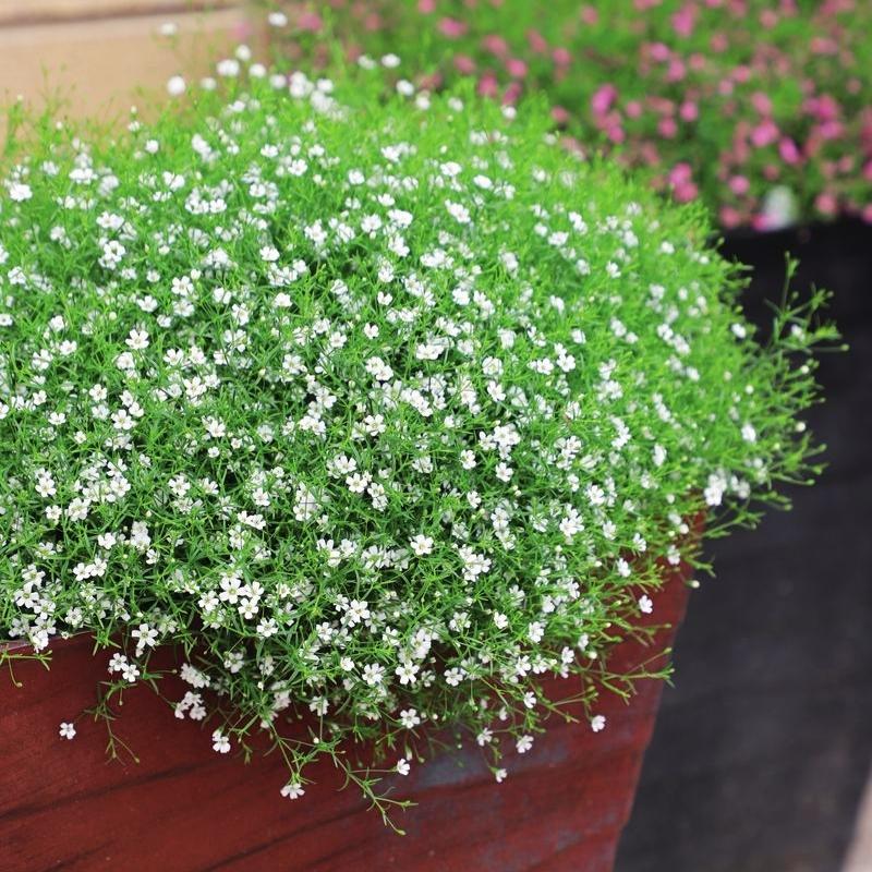 gypsy plant seeds Gypsophila Gypsy White Seed