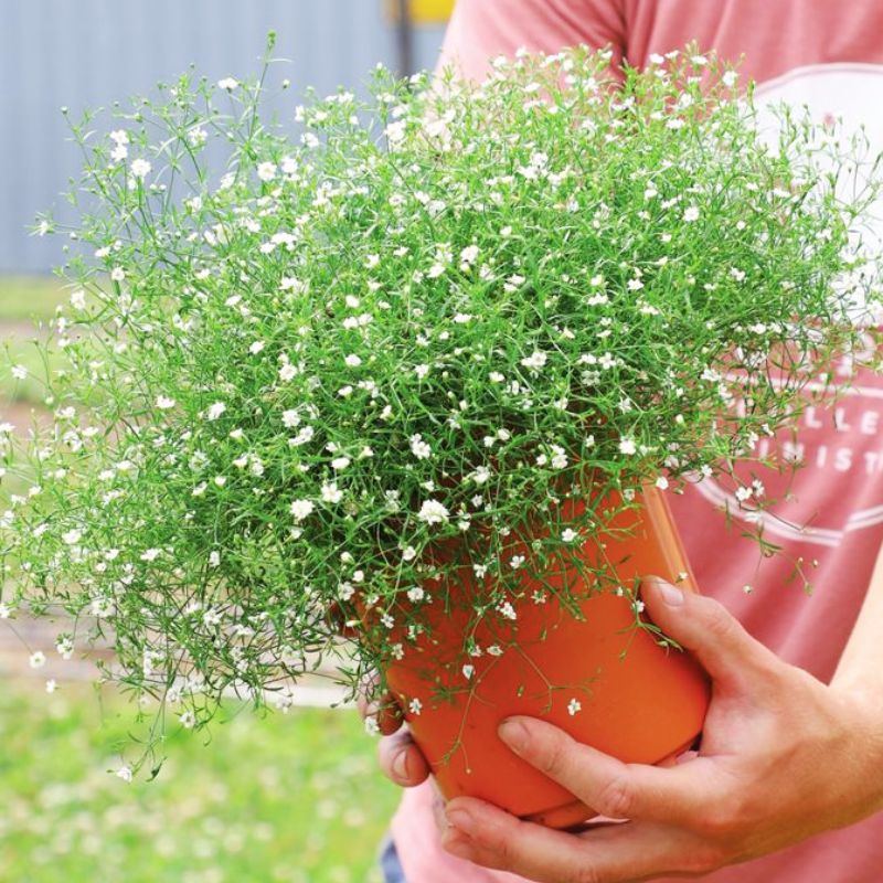 gypsophila potted plant Gypsophila Gypsy White Seed