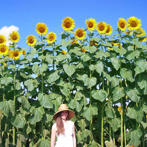giant sunflower seeds planting Sunflower American Giant F1 Seed RAW / 50 Seeds / UNTREATED