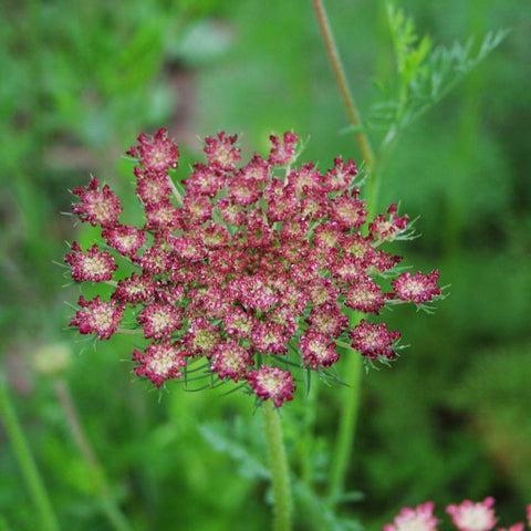 Daucus Dara Seed  Harris Seeds