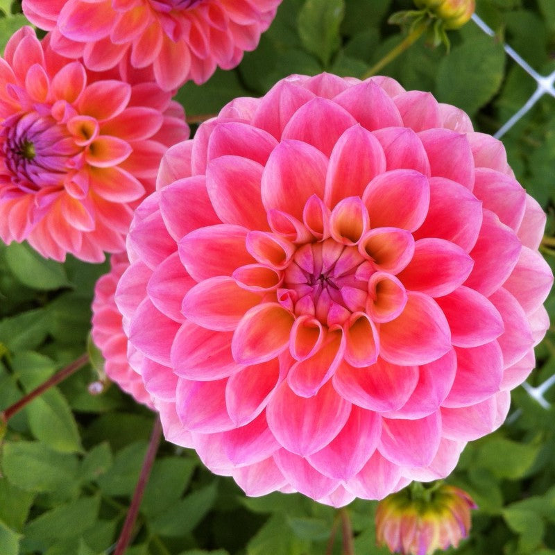 Dahlia Linda's Baby Tubers