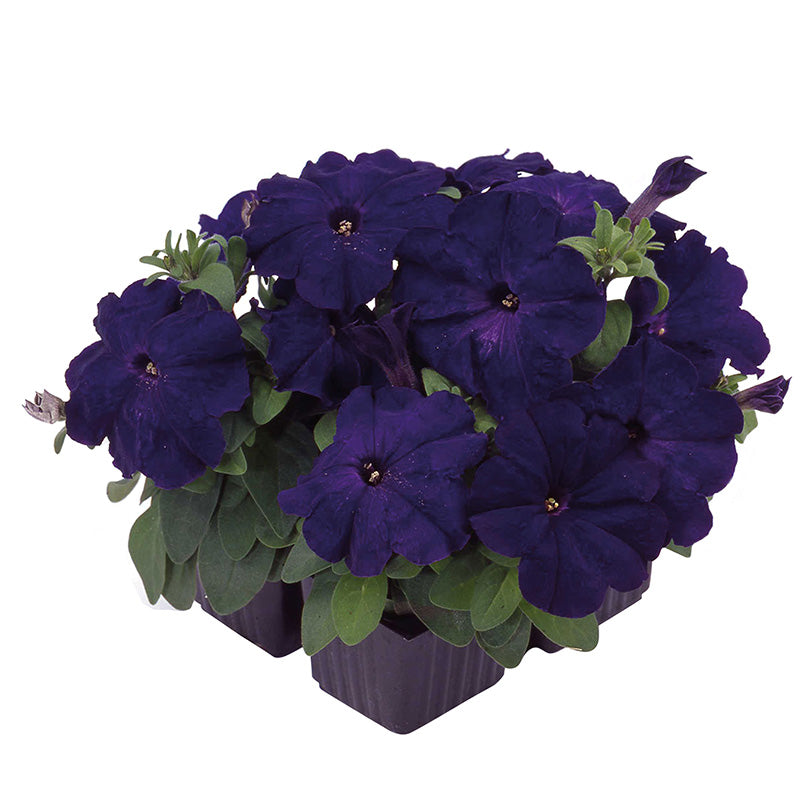 petunia potting mix Petunia Mambo GP Mix F1 Seed PELLETED / 5,000 seeds / UNTREATED