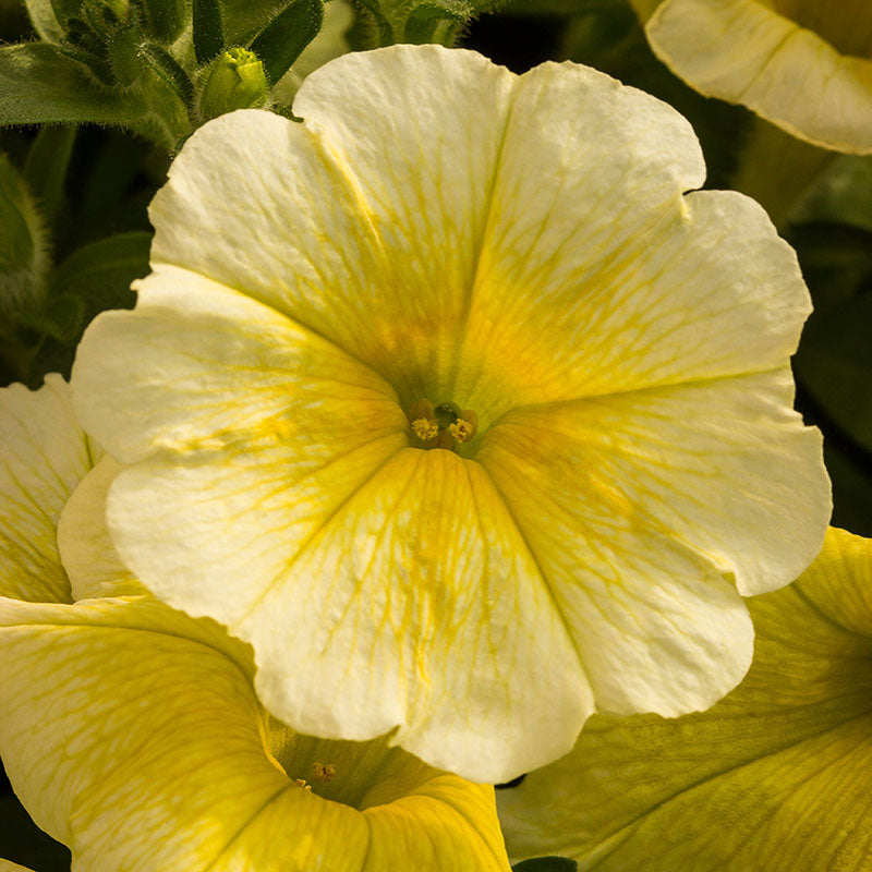 Petunia Easy Wave Yellow F1 Seed – Harris Seeds