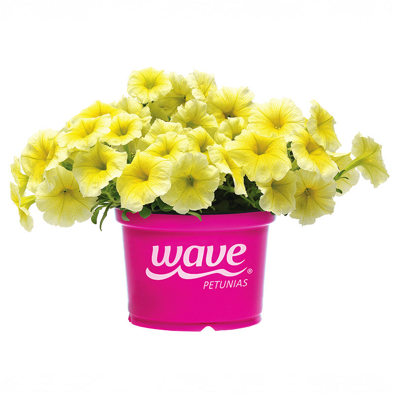 Petunia Easy Wave Yellow F1 Seed – Harris Seeds