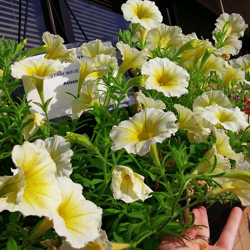 Petunia Easy Wave Yellow F1 Seed – Harris Seeds