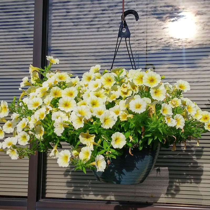 Petunia Easy Wave Yellow F1 Seed – Harris Seeds