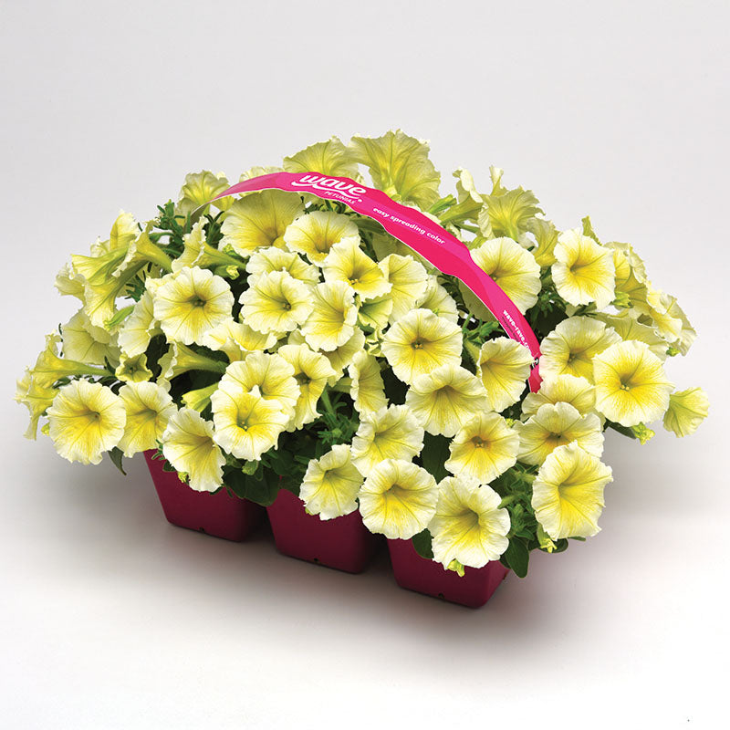 Petunia Easy Wave Yellow F1 Seed – Harris Seeds