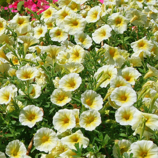 Petunia Easy Wave Yellow F1 Seed – Harris Seeds