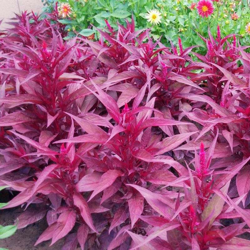 dragon's breath flower seeds Celosia Dragon's Breath Seed Untreated