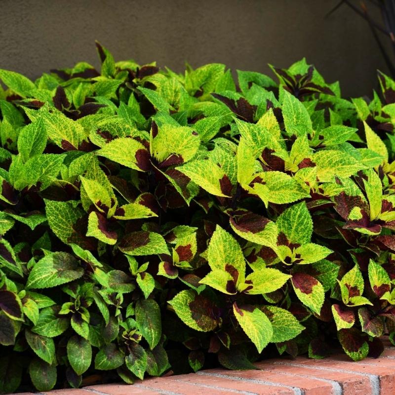 pineapple surprise plant Harris Seeds - Coleus Pineapple Surprise Seeds