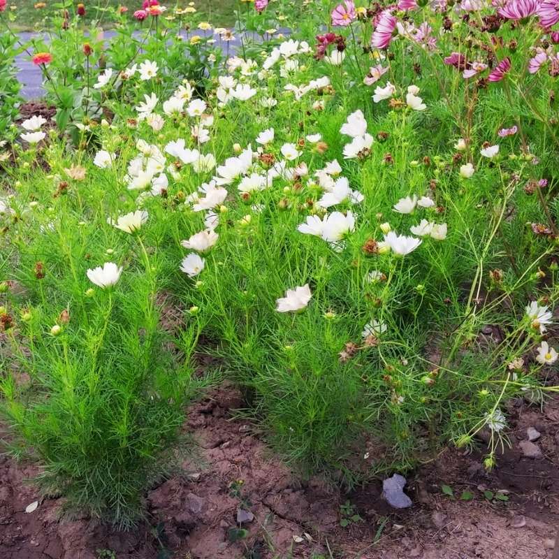 cosmos seed planting Cosmos Xanthos Seed RAW / 50 Seeds / UNTREATED