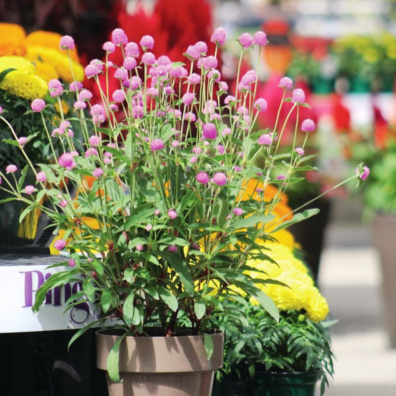 pongapong flower seeds Gomphrena Ping Pong Lavender Seed RAW / 250 seeds / UNTREATED