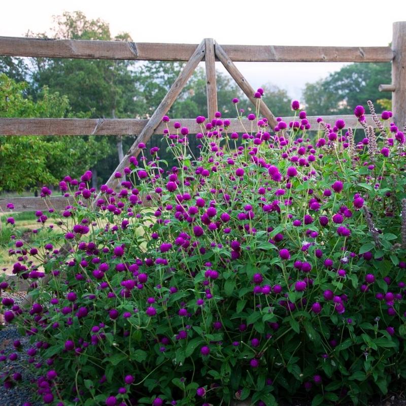planting gomphrena seeds Gomphrena Ping Pong Purple Seed – Harris Seeds