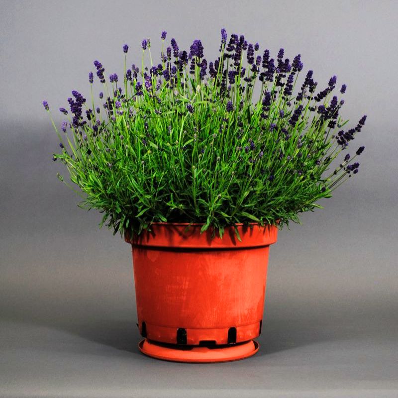 royal purple lavender plants Lavender Lavance Deep Purple Seed