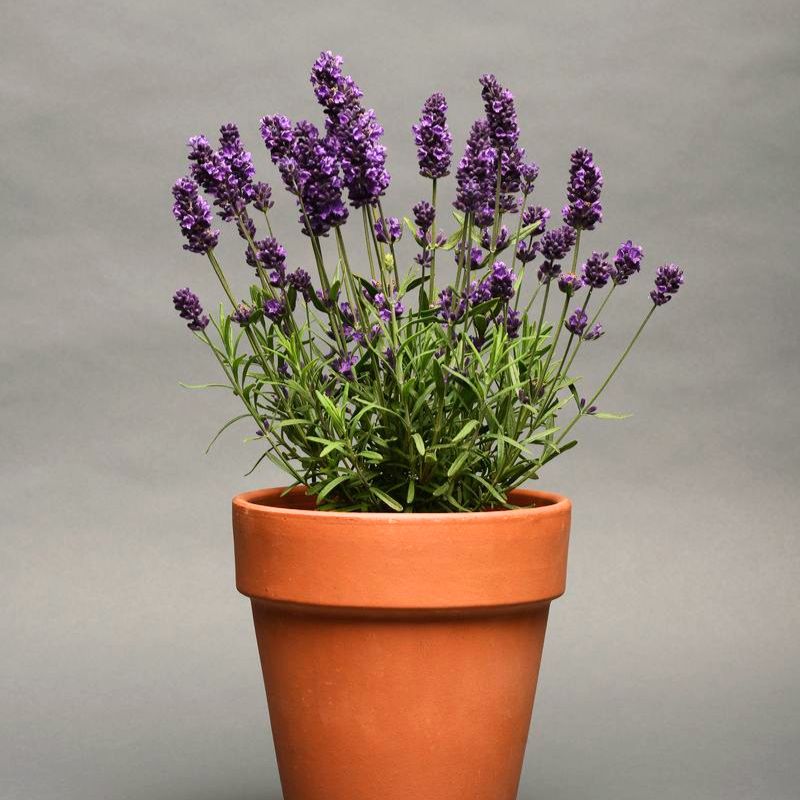 royal purple lavender plants Lavender Lavance Deep Purple Seed