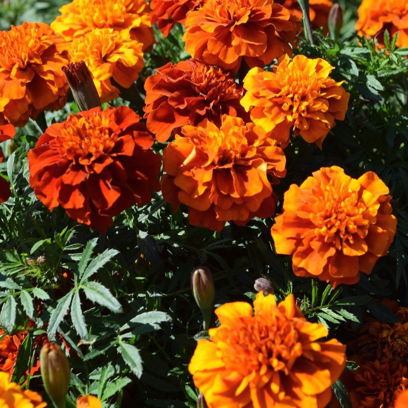 fireball marigold seeds Marigold New World Fireball Seed