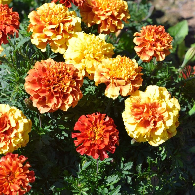 strawberry blonde marigold seeds Marigold New World Strawberry Blonde Seed – Harris Seeds