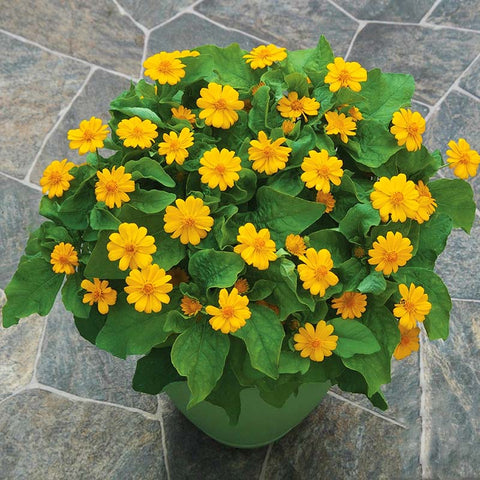 pot of gold plant Melampodium Jackpot Gold Seed – Harris Seeds