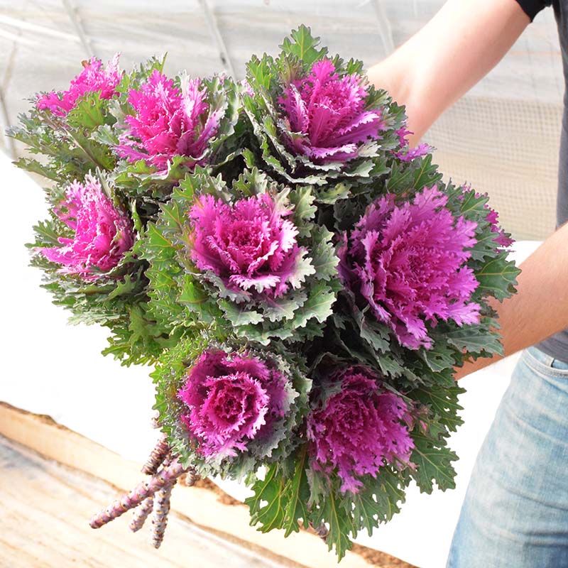 potted kale plants for sale Harris Seeds - Ornamental Red Kale Crane Feather Queen F1 Hybrid