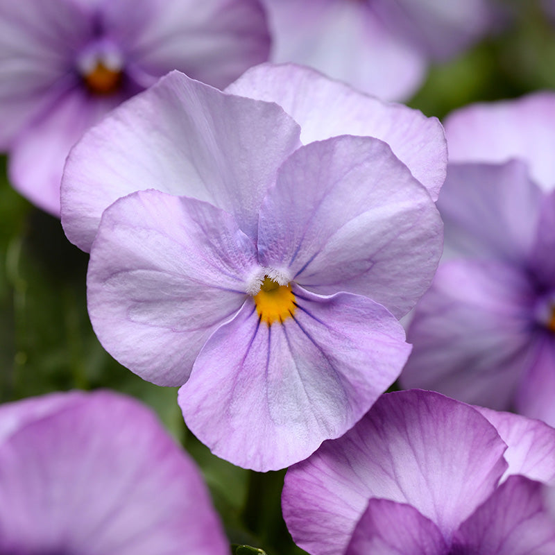 Viola Sorbet XP Autumn Select Mix F1 Seed – Harris Seeds