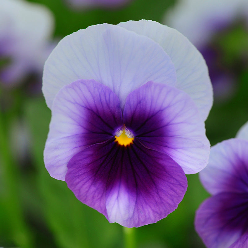 Viola Sorbet XP Autumn Select Mix F1 Seed – Harris Seeds