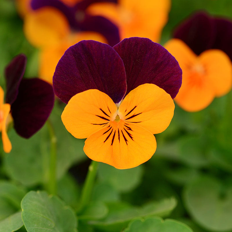 Viola Sorbet XP Autumn Select Mix F1 Seed – Harris Seeds