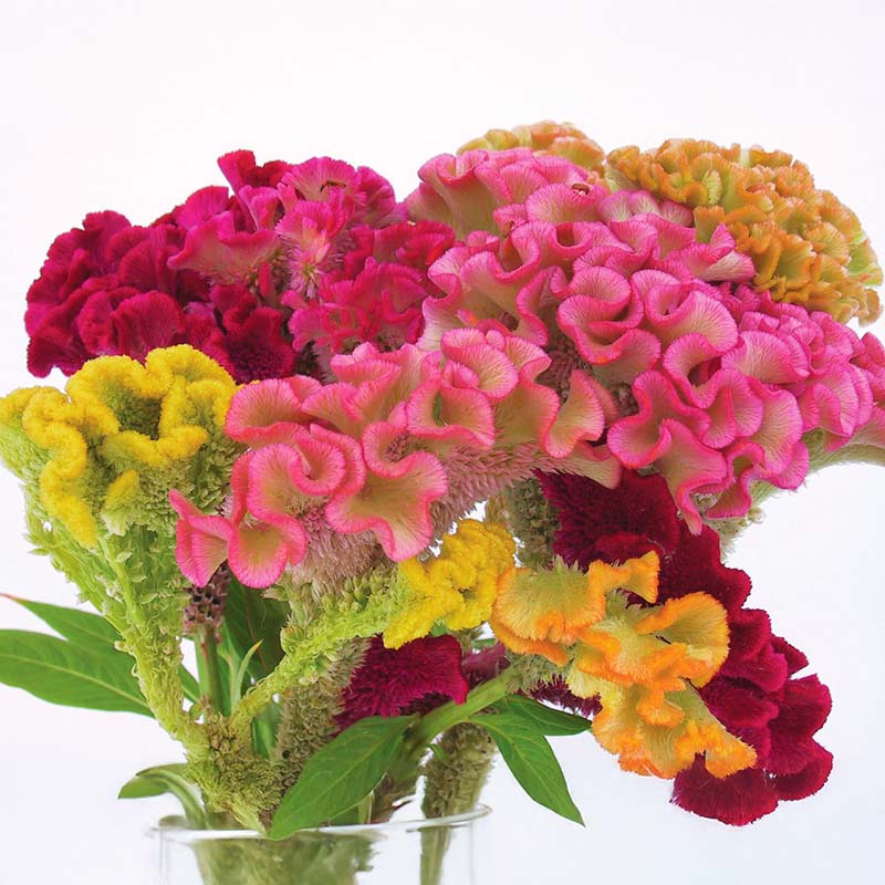 Semi Di Celosia Cockscomb ‘Afgano’ 20 Semi – Fiori Magenta/Viola, Perfetti Per Fiori Secchi - Foto 1
