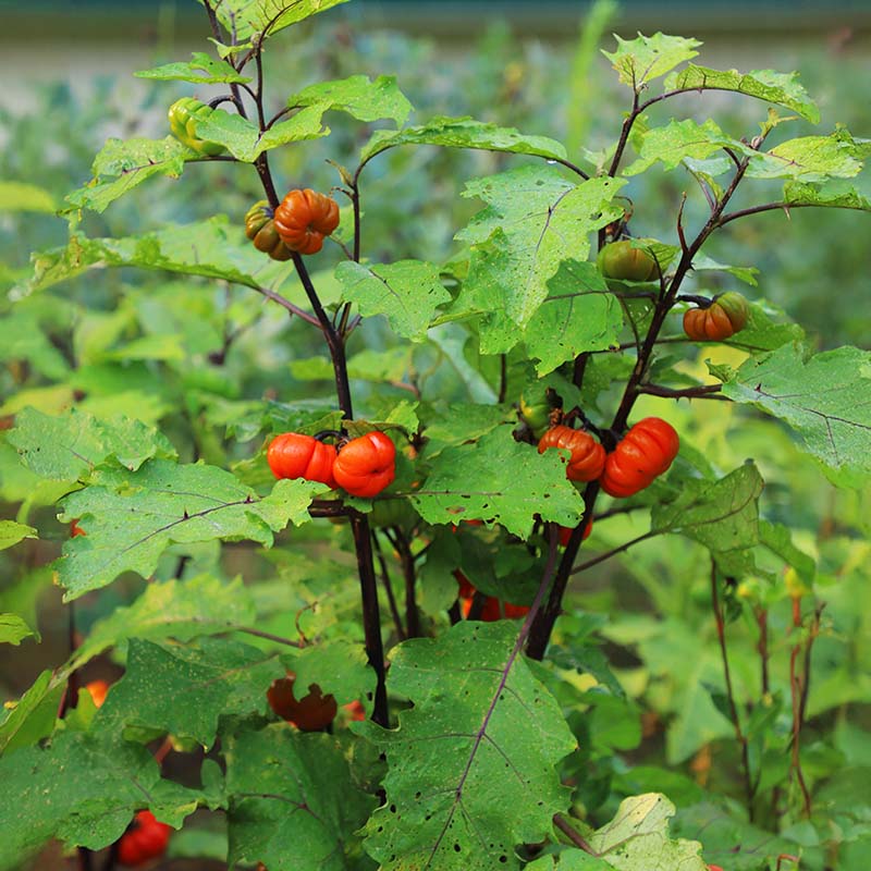 pumpkin on a stick plant seeds Harris seeds Organic Pumpkin On A Stick Ornamental Eggplant, Decorative Fall Garden Plant, 1,000 Count