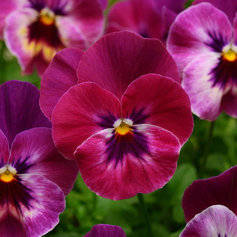 Pansy Cool Wave® Raspberry Seed – Harris Seeds