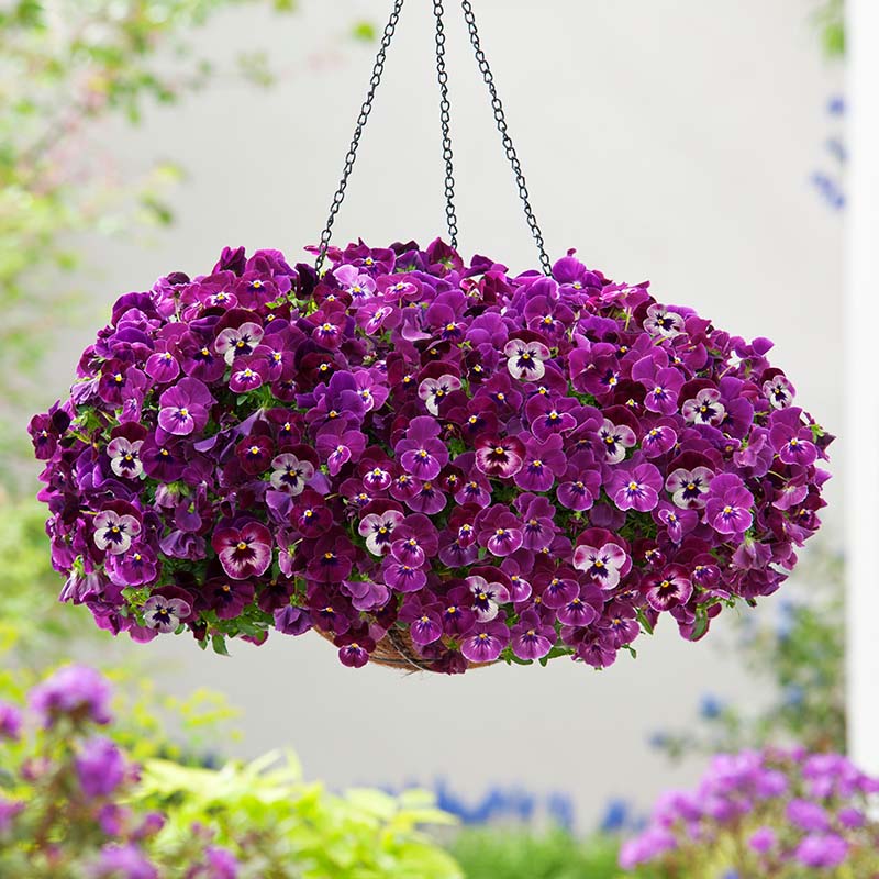 Pansy Cool Wave® Raspberry Seed – Harris Seeds