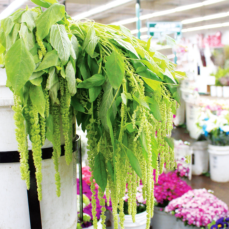 where to buy amaranth seeds for planting Amaranthus Emerald Tassels Organic Seed RAW / 50 Seeds / Organic