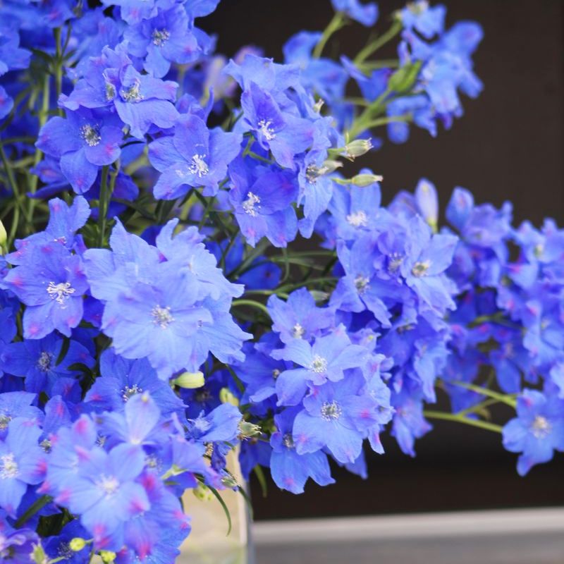 blue pearl potted plant Delphinium Jenny's Pearl Blue F1 Seed