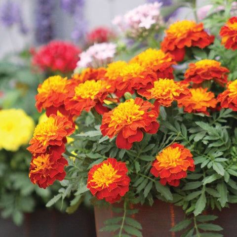 harlequin marigold seeds Marigold Super Hero Harmony Seed, Size: 500 Seeds