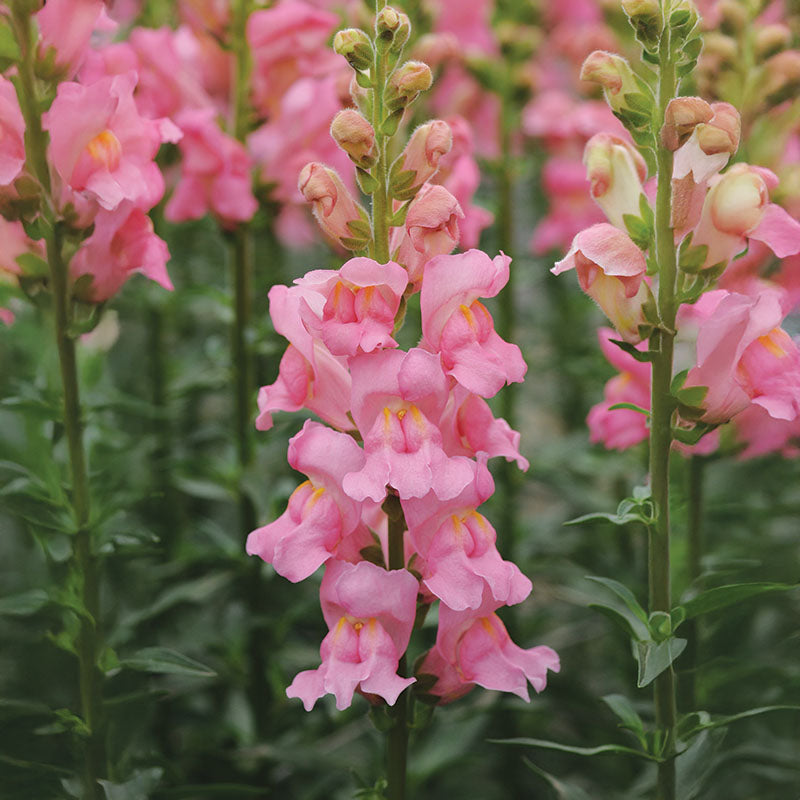 Exquisite Madame Butterfly Snapdragon Seeds Photo Concept Exquisite Madame Butterfly Snapdragon Seeds Photo Concept