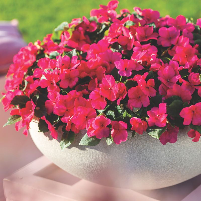 flower seeds impatiens Impatiens Imara XDR Rose F1 Seed