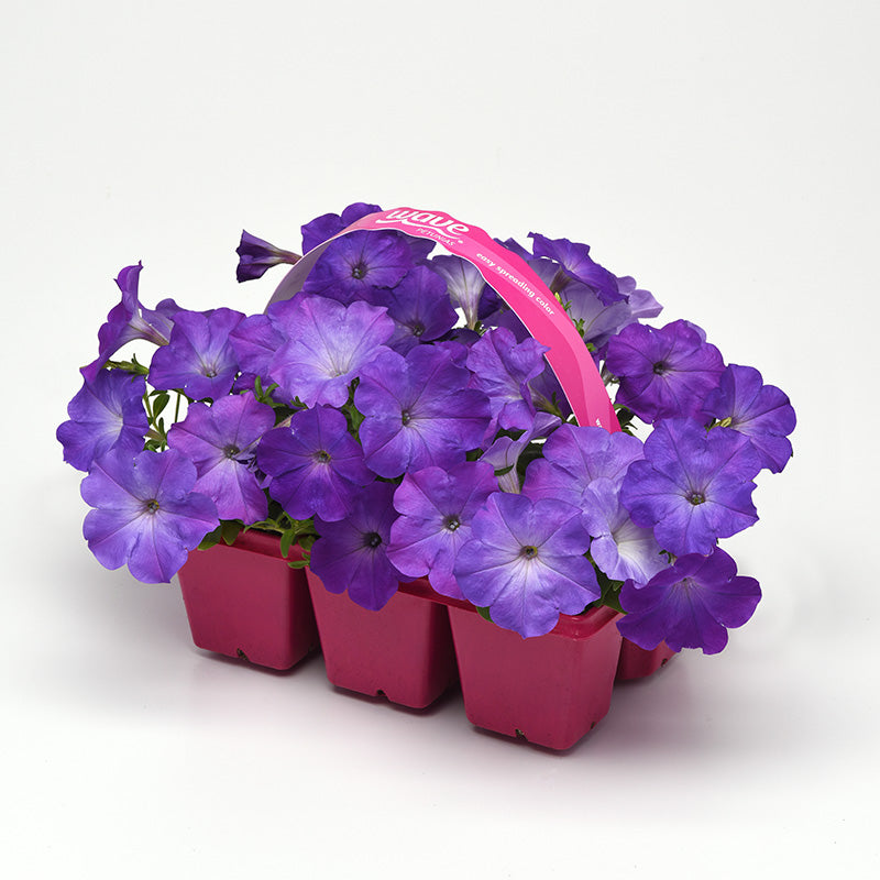 lavender petunia flower Harris Seeds 25 Petunia Easy Wave Lavender Sky Blue F1 Plant Seeds, Non-GMO