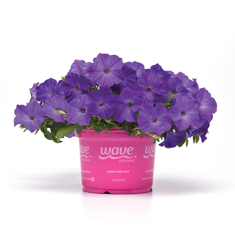 lavender petunia flower Harris Seeds 25 Petunia Easy Wave Lavender Sky Blue F1 Plant Seeds, Non-GMO
