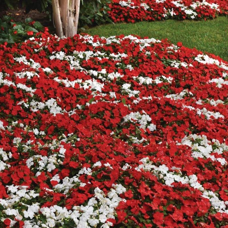 beacon herbicide for sale Impatiens Beacon Red White Mix Seed