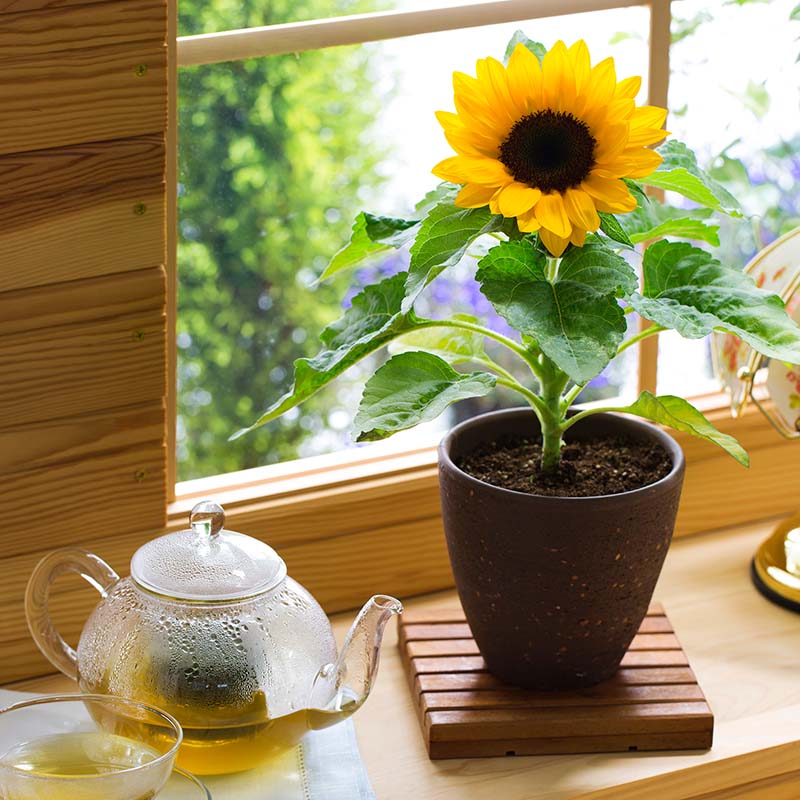 sunflower plant indoors Sunflower Smiley F1 Seed – Harris Seeds