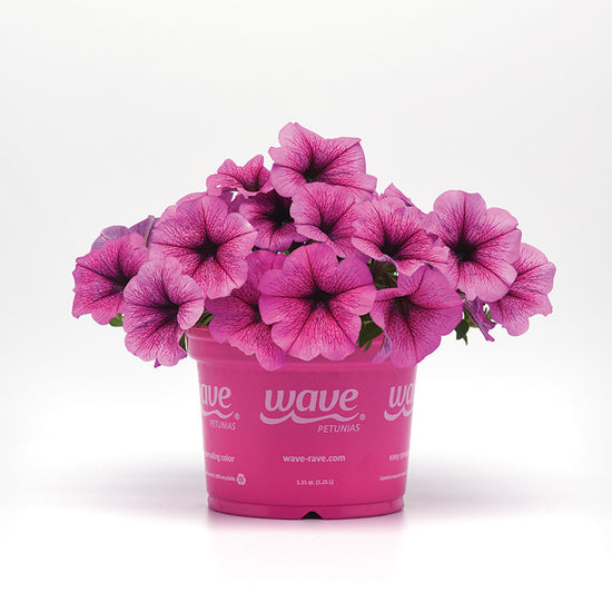 Petunia Easy Wave Rose Fusion F1 Seed – Harris Seeds