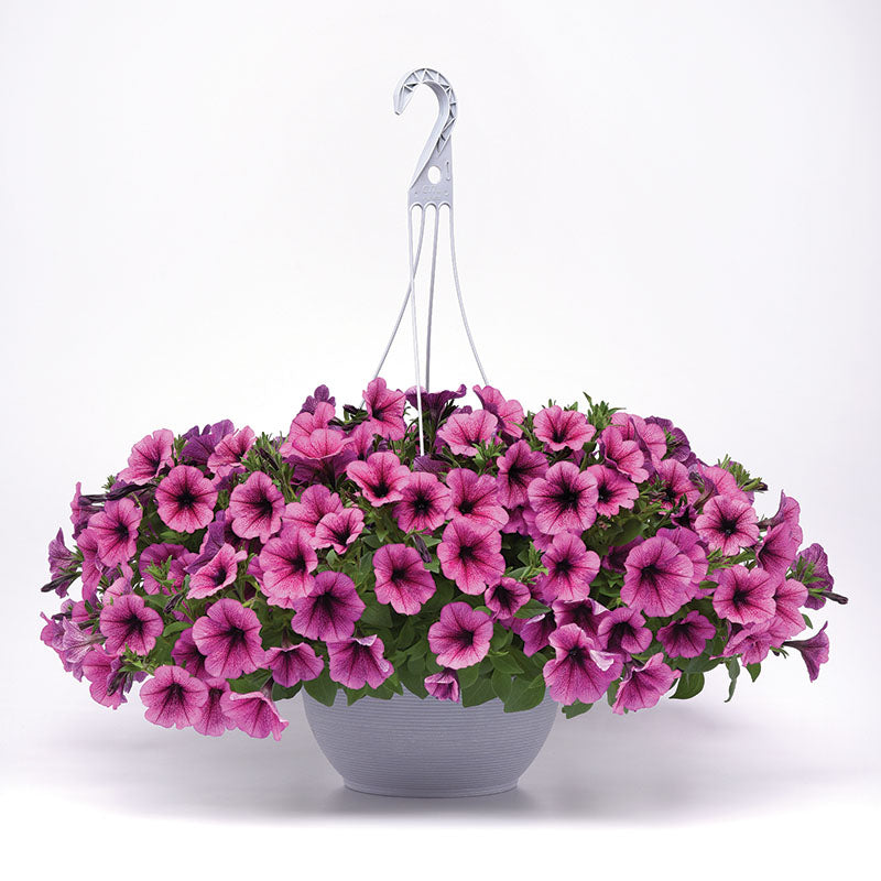 Petunia Easy Wave Rose Fusion F1 Seed – Harris Seeds