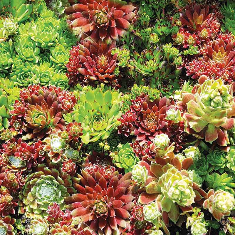 the succulent hippie hanover pa Sempervivum Hippie Chicks Seed
