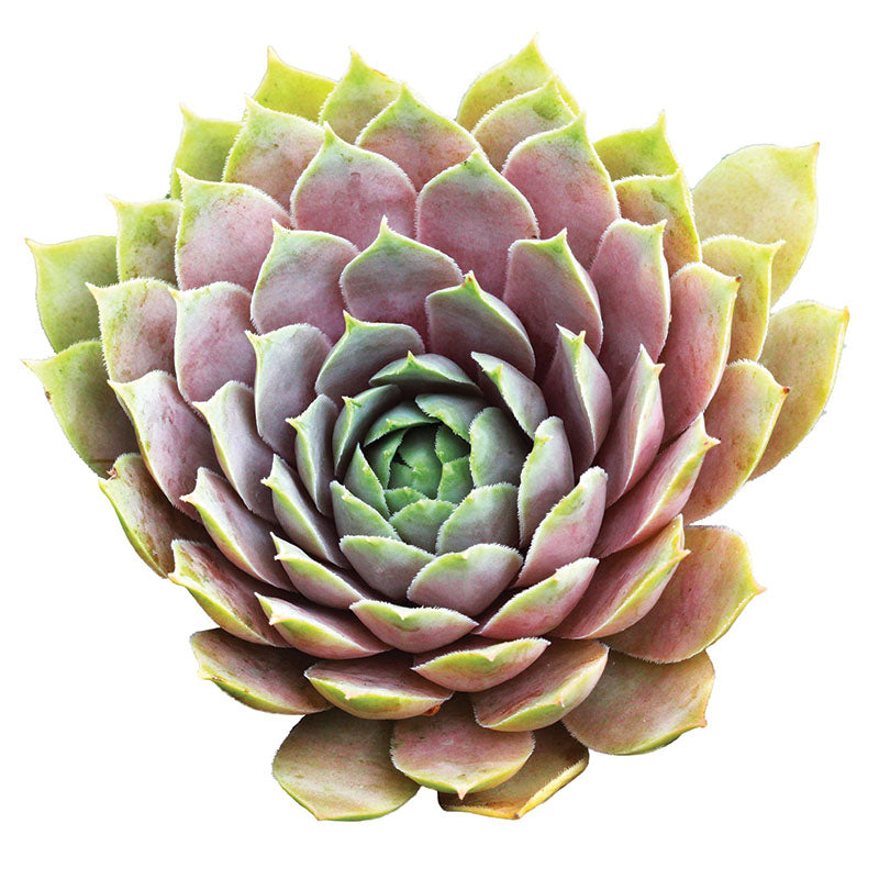 succulent hippie hanover pa Sempervivum Hippie Chicks Seed